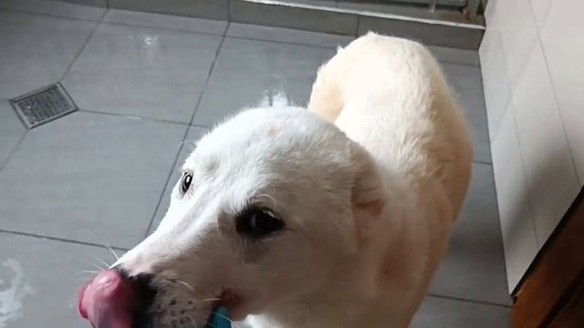 Грузия 💓 Тбилиси 🇬🇪 Приют Тамаза Элизбарашвили 💌🐕Paypal : Elizbarashvilidog@yahoo.com смотреть онлайн