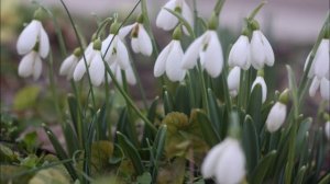 Подснежники