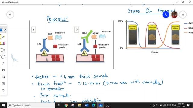 STEM CELL ASSAYS/TECHNIQUES PART-5 ; IMMUNOHISTOCHEMISTRY,DNA FINGER PRINTING; ZYMOGRAM смотреть онлайн