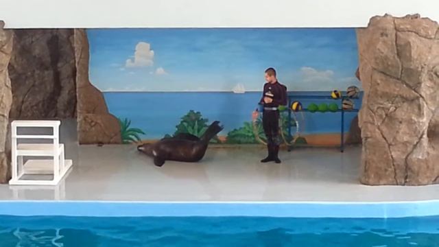 Морской лев в лазаревском дельфинарии смотреть онлайн