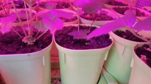 Рассада клубники из семян через 5 месяцев. Еще не цветет. Но много усов.