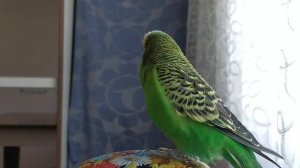 Очень разговорчивый попугай Кеша