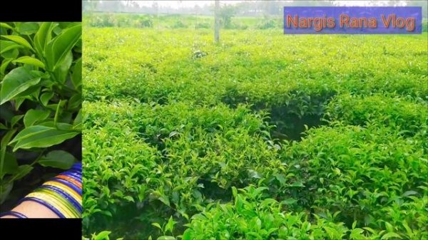 চলুন ঘুরে আসি পঞ্চগড়ের  চা বাগান থেকে ।। # Panchagarh tea garden # SL tea state...  Family time....