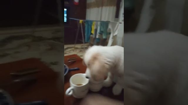 Моя Собака любит чай смотреть онлайн
