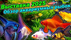 Выставка 2025 Подробный обзор аквариумных рыбок и акваскейпов