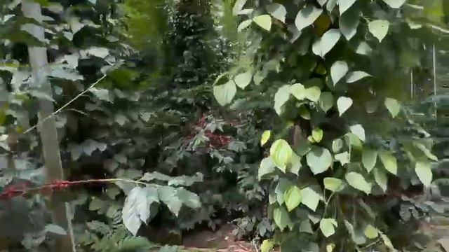 CHANDRAGIRI coffee plants yield and spacing. смотреть онлайн