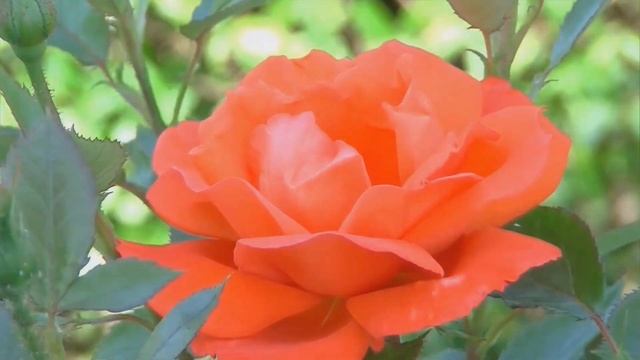 Royal Garden смотреть онлайн