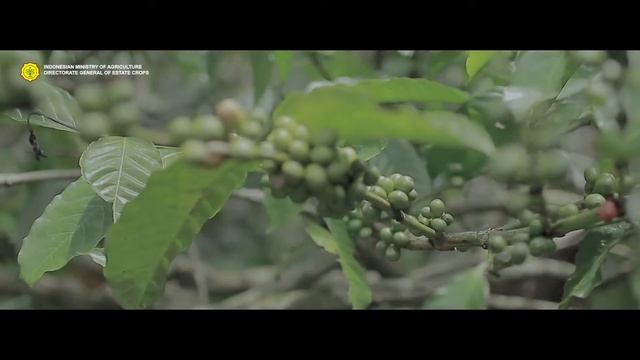 INDONESIAN COFFEE SAVE THE ENVIRONMENT AND BIODIVERSITY смотреть онлайн