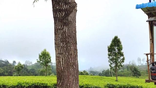Singara Tea Garden || Best Tourist Places to Visit in Ooty || Episode - 3 смотреть онлайн