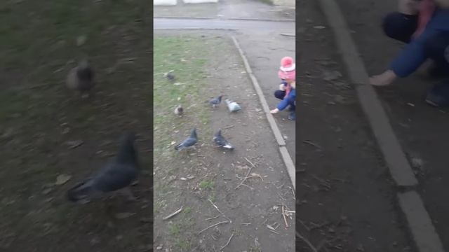 Покормите птиц зимой, сейчас им трудно. смотреть онлайн