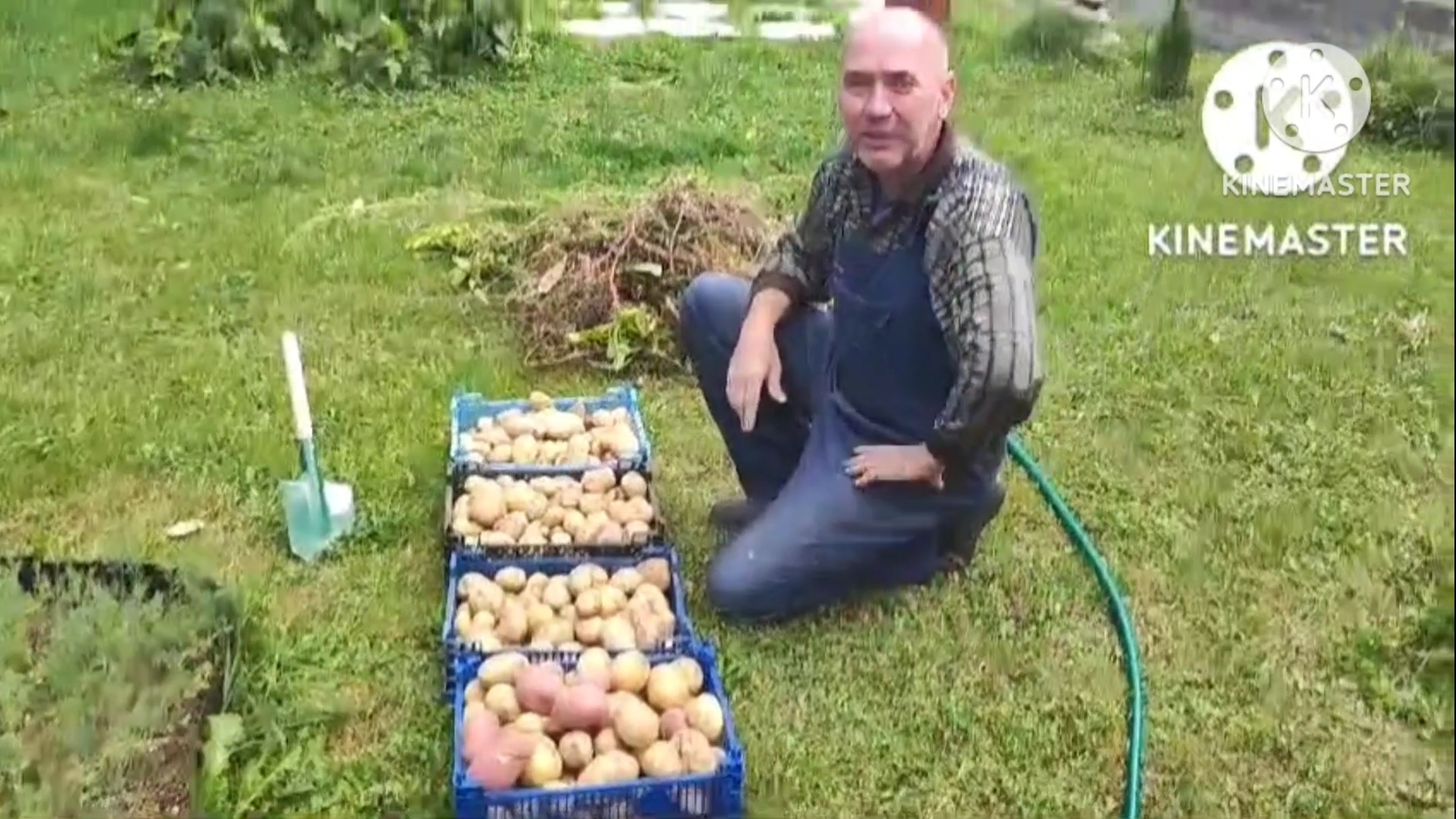 Копаю картофель. Вот такая красота. смотреть онлайн