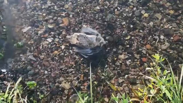 Пытаюсь превратить реку в чай чаем золотая чаша