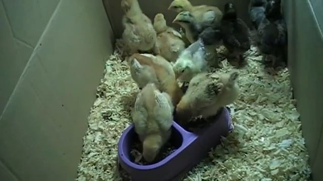 ЦЫПЛЯТАМ 8 ДНЕЙ мои планы // ПТИЦА смотреть онлайн