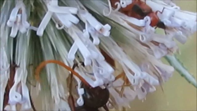 2018 12 07 ВЕЛИКОЛЕПНЫЙ ПОМПИЛ Pompilidae ЧАСТЬ 2 ая смотреть онлайн