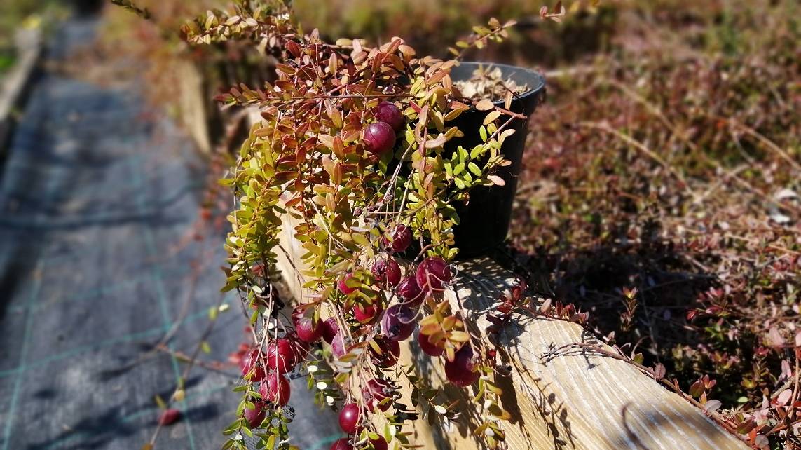 Саженец клюквы, что с ним делать? смотреть онлайн