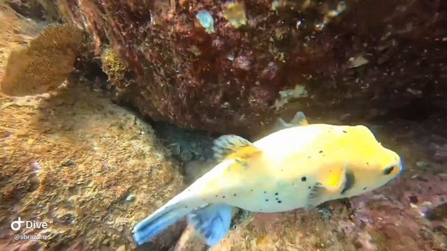 Cabo San Lucas Scuba Diving смотреть онлайн