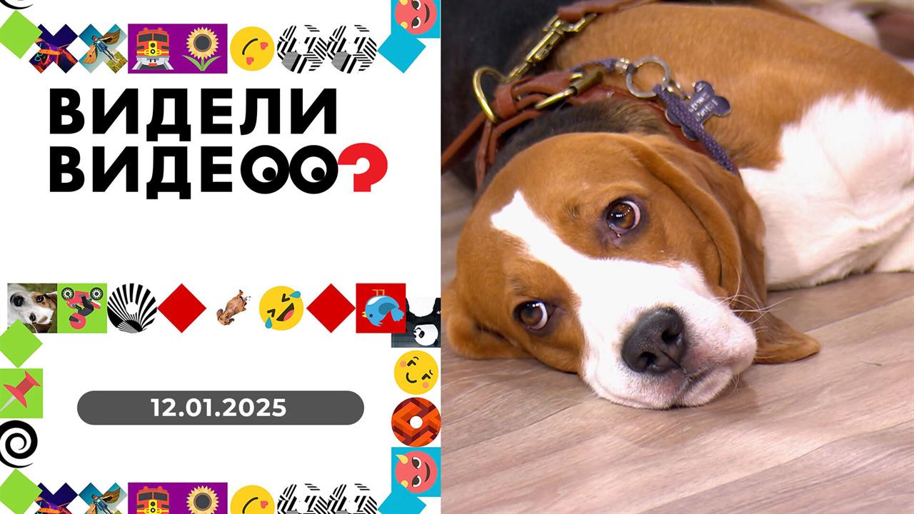 Видели видео? Выпуск от 12.01.2025 смотреть онлайн