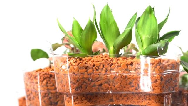 Grand Master Tan Khoon Yong Presents: Botanicaire Feng Shui смотреть онлайн