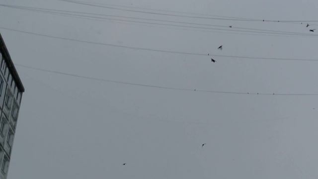 Свиристели г.Междуреченск 03.11.2023 смотреть онлайн