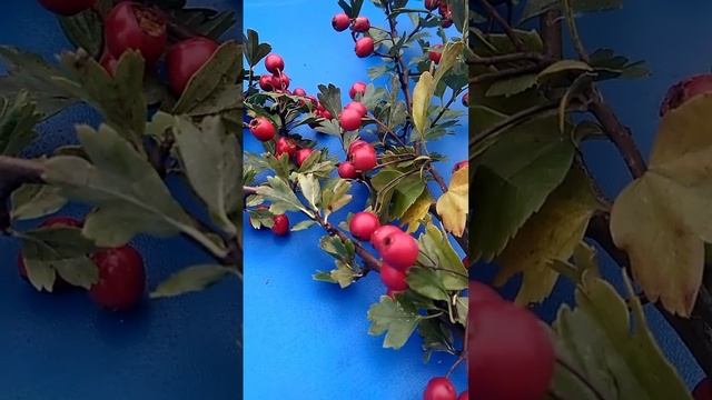 Боярышник- целитель. Польза и вред смотреть онлайн