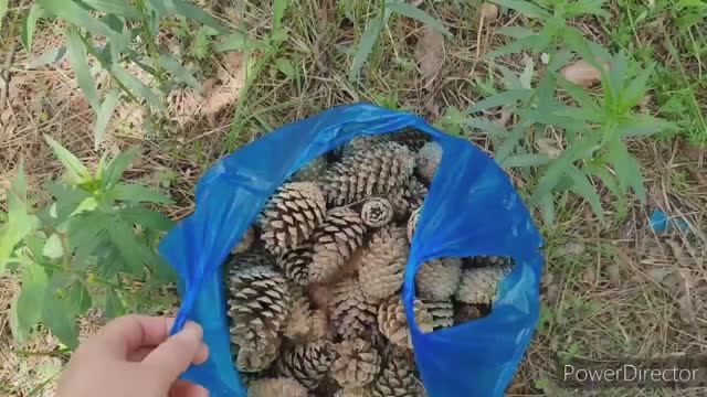 ЗАЧЕМ Я СОБИРАЮ ШИШКИ смотреть онлайн