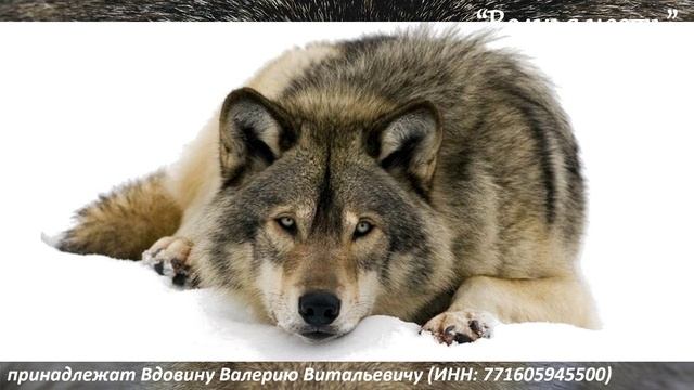 Волчья честь (вариация 4) смотреть онлайн