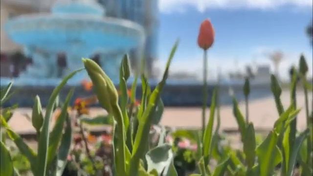 ⛲Скульптура фонтан на проспекте имени А.С. Пушкина! #shorts #сочи#сочионлайн #сочисегодня смотреть онлайн