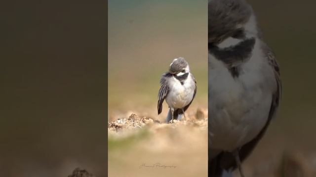 | White Wagtail | Preening | смотреть онлайн