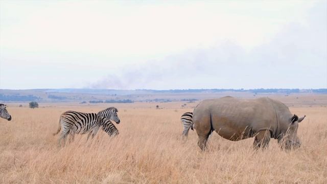 AFRICA [4K UHD] | AFRICAN CONTINENT | Tour With Relaxing Music смотреть онлайн