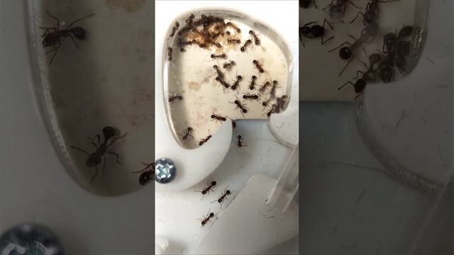 Стабильный рост семейки муравьёв вида #myrmica sp. #ants #муравьи #насекомые #питомцы #формикарий смотреть онлайн