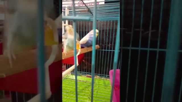 Kissing Birds | Erotic Moments of the Budgies Parrots | Love Birds Bengali 2021 смотреть онлайн