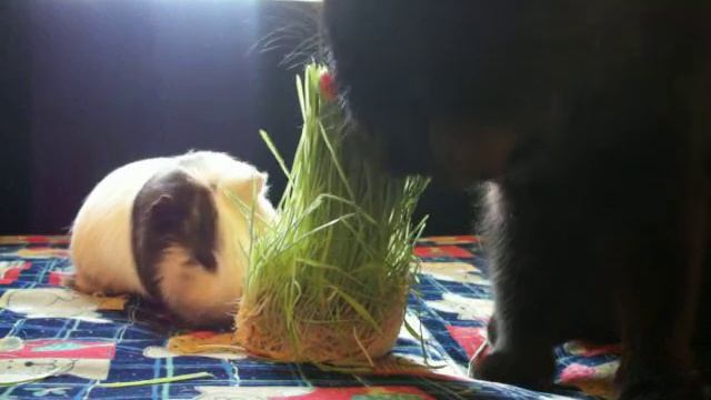 пожиратели травы смотреть онлайн