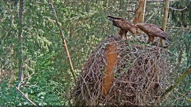2021 06 26 14h06m21s Suur konnakotkas Clanga clanga смотреть онлайн