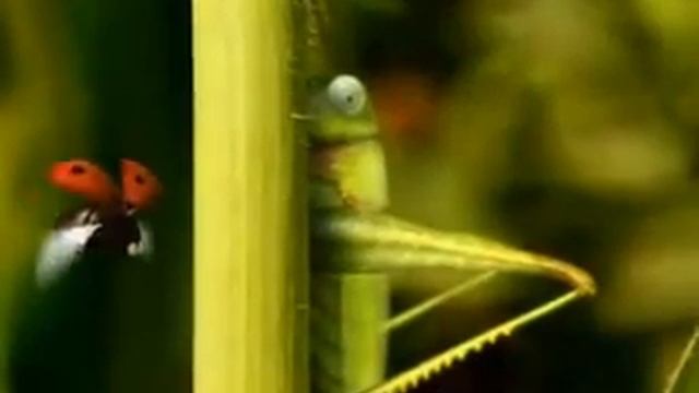 TAN VIDEO смотреть онлайн