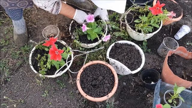 Баба Ира рассаживает цветы/Иртышск смотреть онлайн