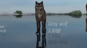 Animal Size Comparison | 3D Animation