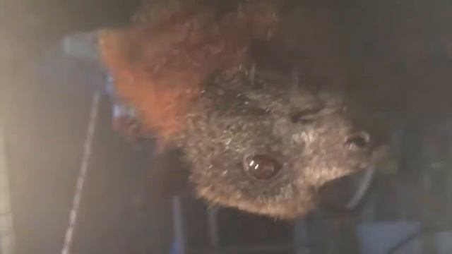 Old bat hangs out in his food bowl. Walter the Flying-Fox смотреть онлайн