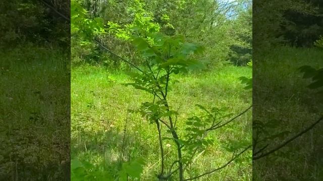Spring Edible & Medicinal Plants Kansas смотреть онлайн