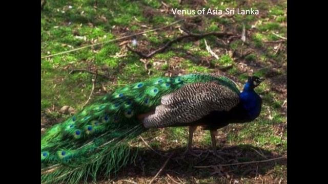 Open Invitation to Sir Richard Branson-Visit Sri Lanka (See Wildlife) смотреть онлайн