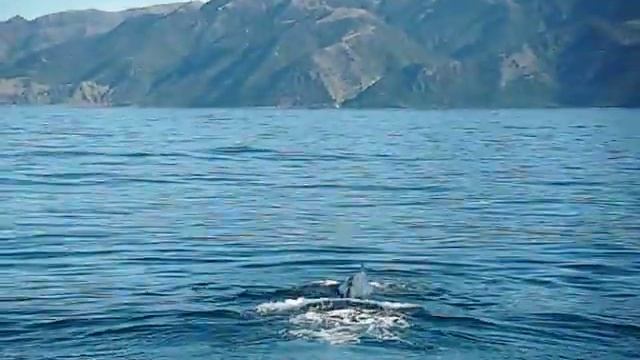 New Zealand Sperm Whale смотреть онлайн