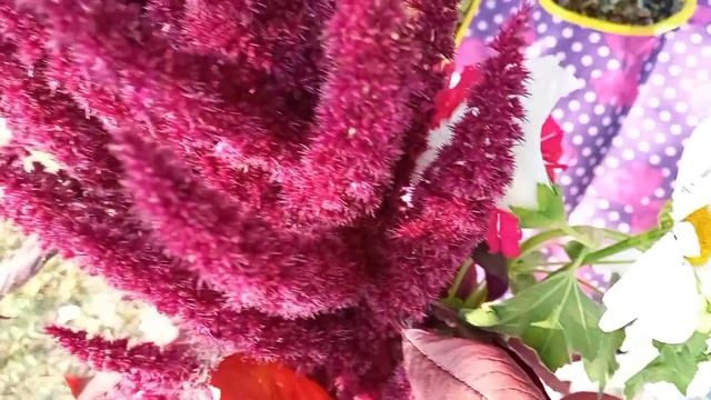 Lavaştan içi kesmikli blincik. Блинчики из лаваша створожной начинкой. смотреть онлайн
