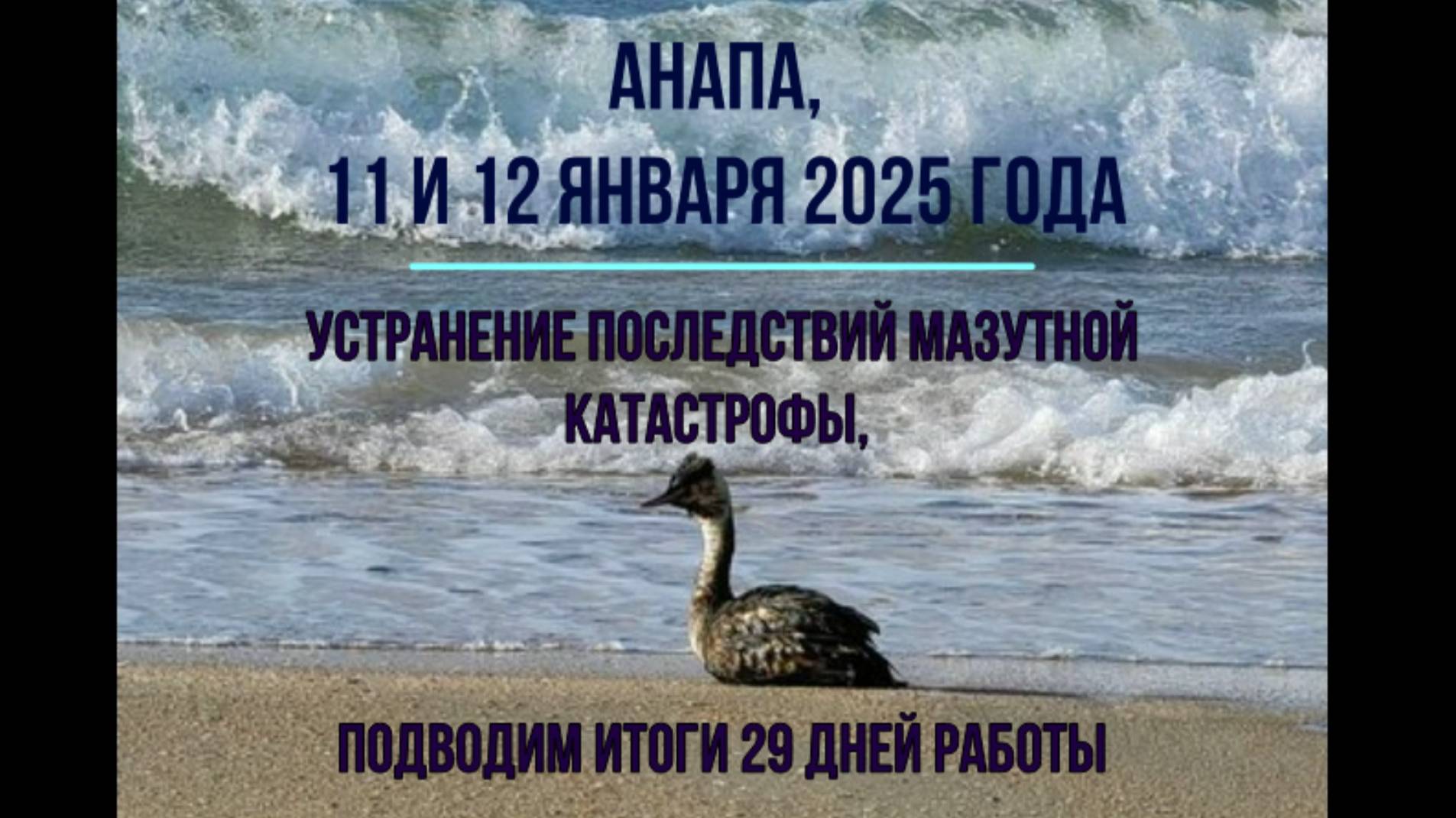 Анапа, 11 и 12 января 2025 года, новости с пляжей, птицы и мазут смотреть онлайн