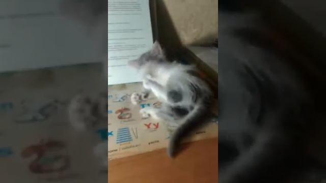 Моя кошка читает книгу смотреть онлайн