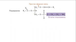 Липиды: классификация и основные функции