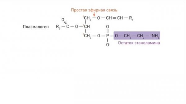 Липиды: классификация и основные функции