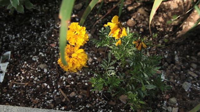 BFDS EP 4 - Medicinal uses of Plants смотреть онлайн