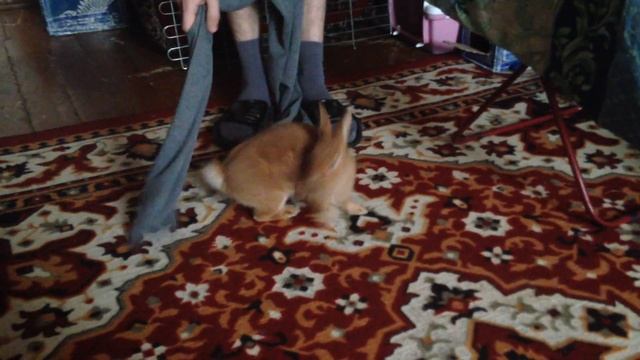 Кролик Чебурек против штанины смотреть онлайн