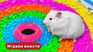 Разноцветный лабиринт для Хомяка 🐹 Видео для детей