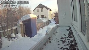 Городские птицы Сибири зимой