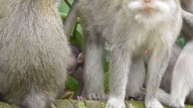Kasihan Ode [Monyet kecil] tak mendapatkan air susu yang dia inginkan #tuabangmonkey смотреть онлайн